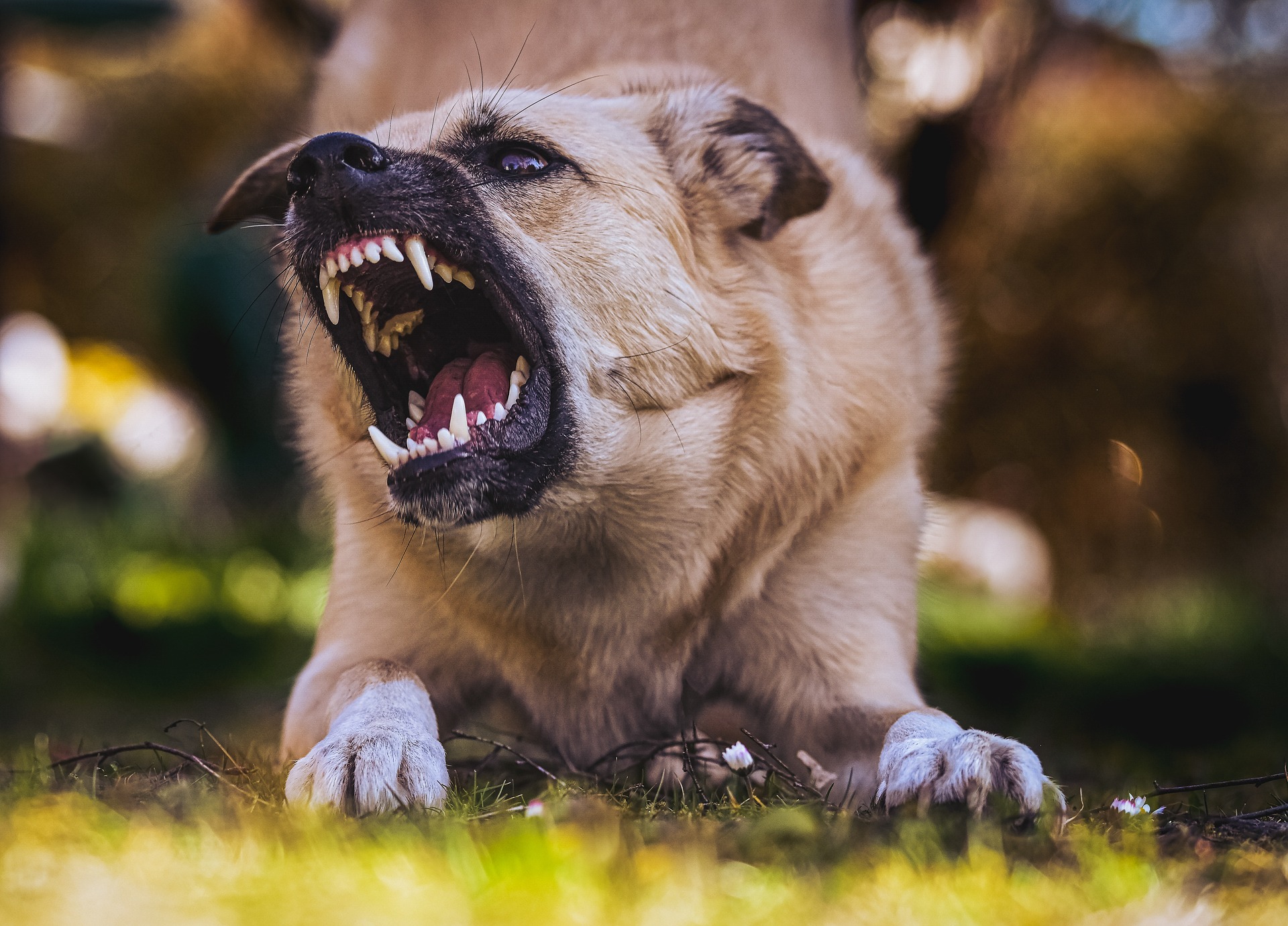 Nebraska's Dog Bite Laws and Personal Injury: Understanding Your Rights and Responsibilities